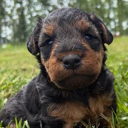 Bambi - Black and tan female Welsh Terrier puppy in West Plains, Missouri from Sycamore Ridge Puppies