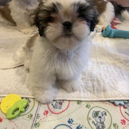 Shih Tzu Puppies from Krissy Shih Tzu
