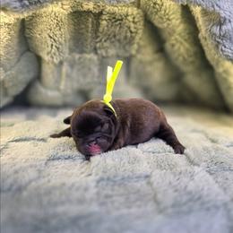 Yellow collar girl - Brindle female French Bulldog puppy in Polk City, Florida from Best Friend Frenchies, LLC