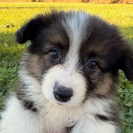 Fluffy Girl Sweetie - Black and white female American Corgi puppy in Heyworth, Illinois from Schumaker Corgis