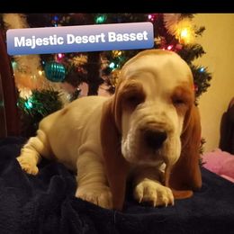Basset Hound Puppies from Majestic Desert Basset Hounds