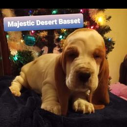 Basset Hound Puppies from Majestic Desert Basset Hounds