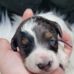 Purple collar - Blue merle female Bernedoodle puppy in Wallace, Michigan from Daisy's Doodles