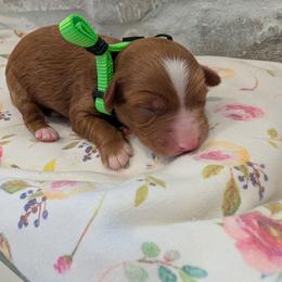 Green collar girl - Red female Cavapoo puppy in Mapleton, Illinois from Gardner Lane Puppies