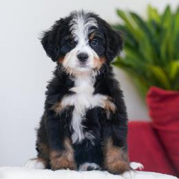 Wilma - Tri-color female Bernedoodle puppy in Dundee, Ohio from Down Home Doodle