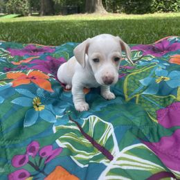 Dachshund Puppies from Harvin’s Weenie Gang