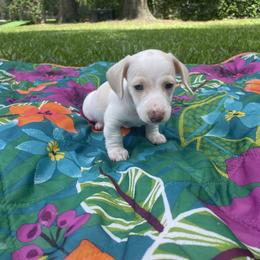 Dachshund Puppies from Harvin’s Weenie Gang