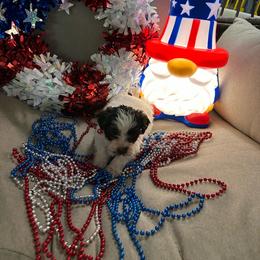 Peach collar - Cream female Havanese puppy in Crestview, Florida from Debbie’s Doggone Havanese Doghouse LLC