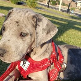 Great Danes from Michael family danes