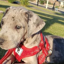 Great Danes from Michael family danes