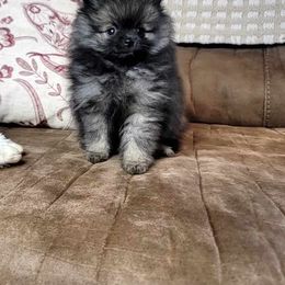 Pomeranian Puppies from JaElle Pomeranians