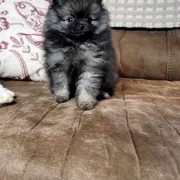 Pomeranian Puppies from JaElle Pomeranians