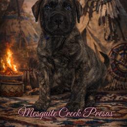 Mescalero - Tiger male Perro de Presa Canario puppy in Horizon, Texas from Mesquite Creek Kennels