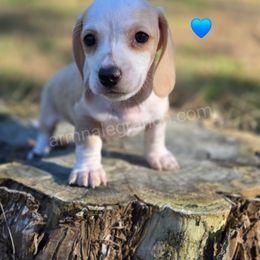 G4 - Cream male Dachshund puppy in Jacksonville, Texas from ArmnalegRanch LLC
