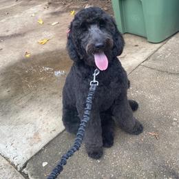 Arya - Goldendoodle