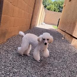 Cody - Cream male Poodle puppy in San Tan, Arizona from Those Prissy P. Poodles
