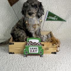 Fallon - Merle female Irish Doodle puppy in Galloway, Florida from Heavenly Poodles