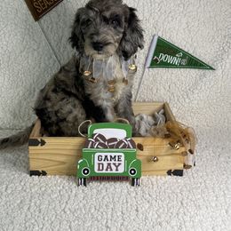 Fallon - Merle female Irish Doodle puppy in Galloway, Florida from Heavenly Poodles