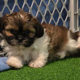 Boy four - Tricolor male Shih Tzu puppy in New Bern, North Carolina from Kuddly Creatures