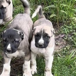 Turkish Boz Shepherd Puppies from Natural Born Guardians