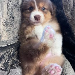 Blessing 1800 - Red tri-color female Australian Shepherd puppy in Chaplin, Connecticut from Mystic Moon