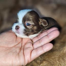 CASTOR - Brindle and white male Shih Tzu puppy in Los Banos And Bay Area, California from Shantii's Shih Tzu's