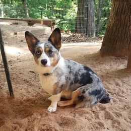 Same - American Corgi