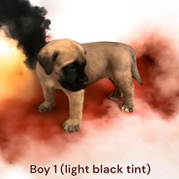 Mastiff Puppies from FrontlineK9 Boarding & Training LLC