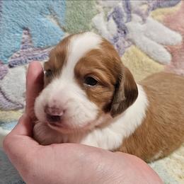 CKC Cream dapple piebald girl - Dapple female Dachshund puppy in Springdale, Washington from TNT MINI DACHSHUNDS