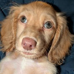 Peanut PET ONLY - Cream male Dachshund puppy in Unadilla, Georgia from The Hamsley Kennels of South Georgia