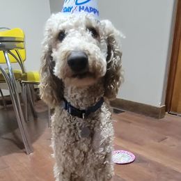 Poodles from Alisha Sharp