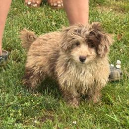 Reese - Fawn male Companion Cross puppy in Lancaster, Kentucky from Dream Paws Puppies, LLC