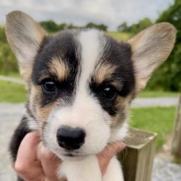 Molly - Black and tan female Pembroke Welsh Corgi puppy in Fall Branch, Tennessee from Robyn Jones' Pembroke Welsh Corgis & American Corgis