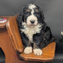 Honey - Tri-color female Bernedoodle puppy in Lancaster, Minnesota from Richardville Hunde
