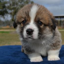 Sage - Sable male Pembroke Welsh Corgi puppy in Edna, Texas from MG Corgis