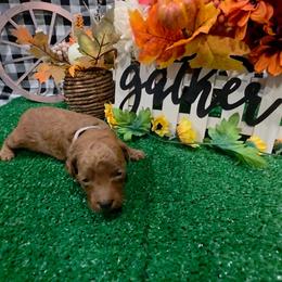 Holly (white collar ) - Red  female Goldendoodle puppy in Atco, New Jersey from Flannery’s lucky puppies 🍀