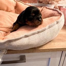 Skye - Black and tan female Cavalier King Charles Spaniel puppy in Tolleson, Arizona from Pixie Dust Cavaliers
