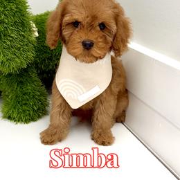 Simba - Red male Cavapoo puppy in Buford, Georgia from Petite Posh Puppies