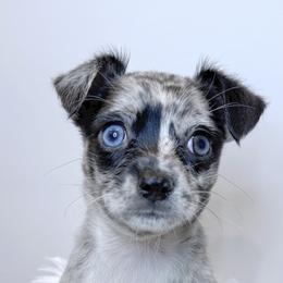 Chihuahua Puppies from Petite Pups LLC