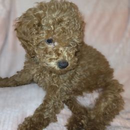 Poodle puppies from Eden's Acre