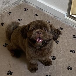 Coco - Shih Tzu