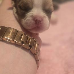 Beighlyn - Blue fawn female French Bulldog puppy in Pleasant Hill, Iowa from Courtney Nicole's Mal Shihs & Goldendoodles