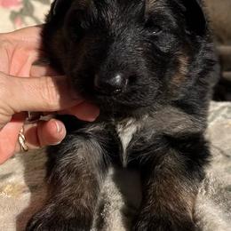 Boy 5 - Black and tan male German Shepherd puppy in Allentown, Pennsylvania from VMH Shepherds
