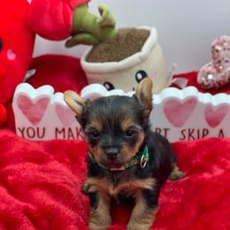 Lucy- green 1500 - Black and tan female Yorkshire Terrier puppy in Douglas, Georgia from Heartland small breeds
