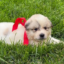 Miss Red - White and badger female Great Pyrenees puppy in Idaho from Portneuf Range Pyrenees