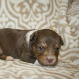 Charm - Red tri male Toy Australian Shepherd puppy in Licking, Missouri from Burnett Aussies