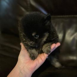 (Molly) - Black and tan female Pomeranian puppy in Zavalla, Texas from Precious Puff Poms