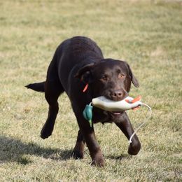 Belgian Malinois and Labrador Retriever All Grown Up from Elite Canine Training & Outfitters