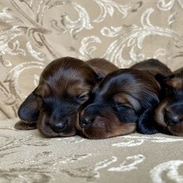 Dachshund Puppies from Hidden Haven Dachshunds