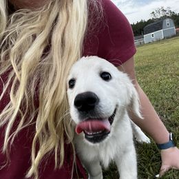 Golden Retriever Puppies from Panhandle PawsNClaws